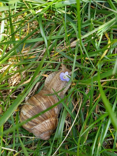 ESCARGOT DE BOURGOGNE. Fay, dans notre jardin Escargot de bourgogne façon tahitienne avec sa fleur. LOLA et MALO